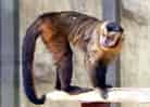 動物図鑑・フサオマキザル 2